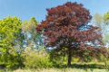 2018-05-06 Natuur langs de Oude Leij